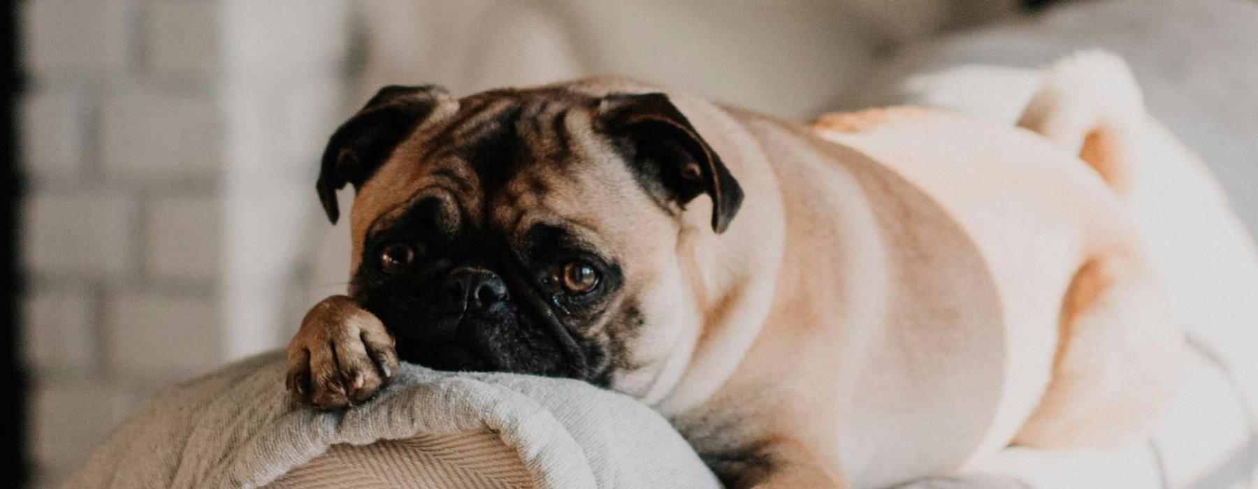 a dog lying on a couch